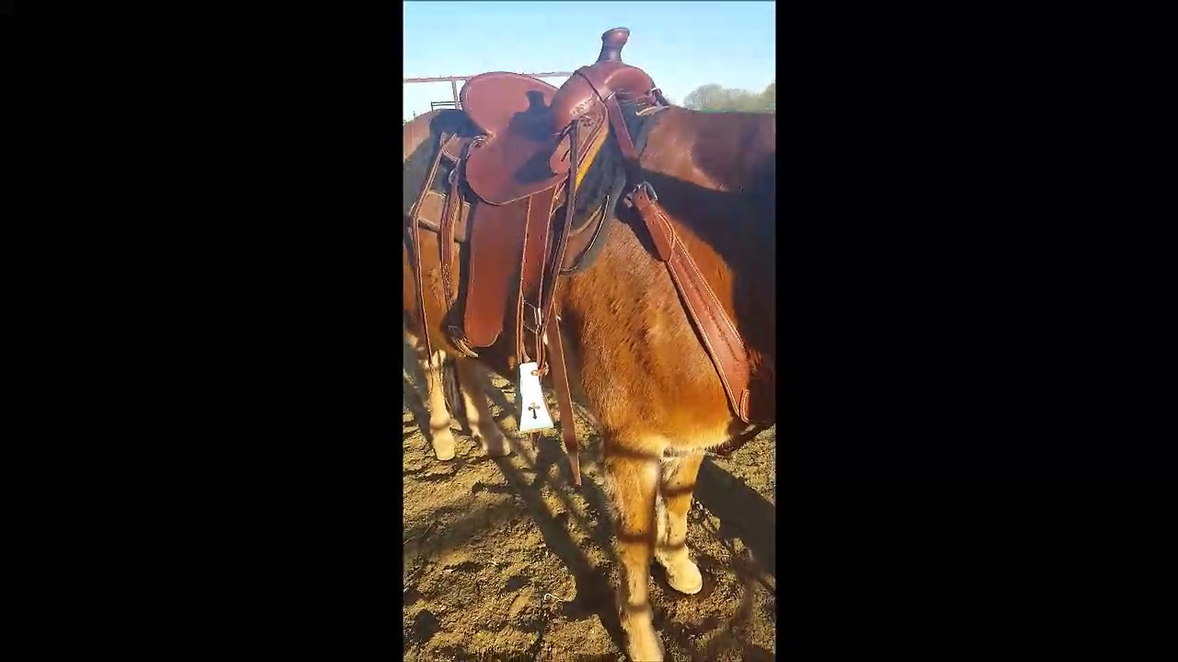 Rockin NT Mules Saddle Fit Demo
